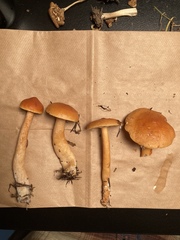 Lactarius luculentus