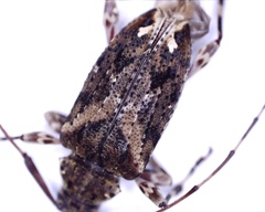 Oedopeza ocellator
