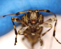 Oedopeza ocellator