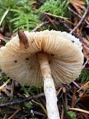 Lepiota magnispora