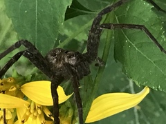 Dolomedes tenebrosus