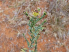 Pimelea stricta