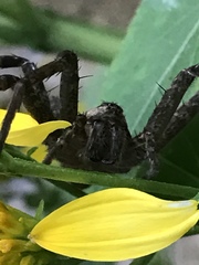 Dolomedes tenebrosus