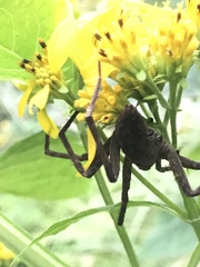 Dolomedes tenebrosus