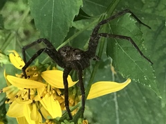 Dolomedes tenebrosus