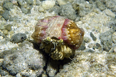 Dardanus deformis