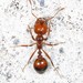 Red Imported Fire Ant - Photo (c) Judy Gallagher, some rights reserved (CC BY)