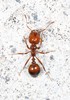 Red Imported Fire Ant - Photo (c) Judy Gallagher, some rights reserved (CC BY)