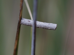 Hemibela