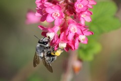 Anthophora pacifica