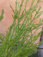 Cupressus lusitanica