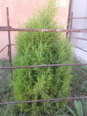 Cupressus lusitanica