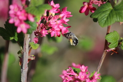 Anthophora pacifica