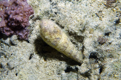 Terebridae