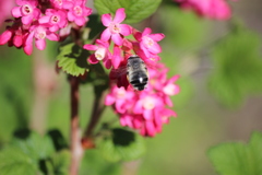 Anthophora pacifica