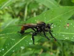 Laphria janus