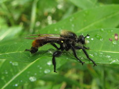 Laphria janus