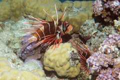Pterois radiata
