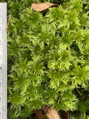 Sphagnum torreyanum