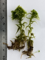 Sphagnum torreyanum
