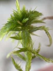 Sphagnum torreyanum