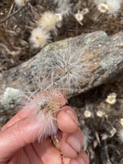 Podotheca angustifolia