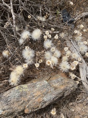 Podotheca angustifolia