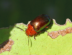 Platymela sticticollis