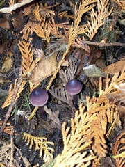 Mycena pura