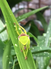 Pseudophyllus neriifolius