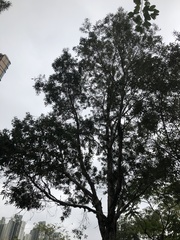 Melaleuca cajuputi cumingiana