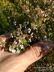 Erica pubescens