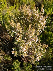 Erica pubescens