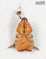 Galasa nigripunctalis
