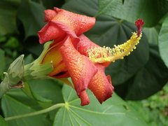 Hibiscus elatus