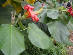 Hibiscus elatus