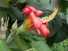 Hibiscus elatus