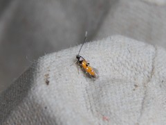 Chrysoclista linneella