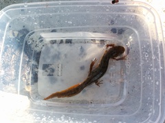Triturus carnifex
