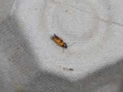 Chrysoclista linneella