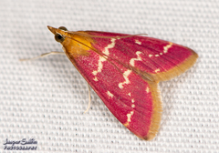 Pyrausta signatalis