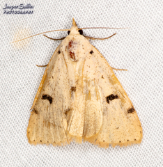 Scolecocampa atriluna
