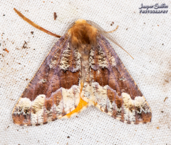 Caripeta pulcherrima