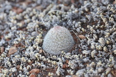 Escobaria tuberculosa varicolor