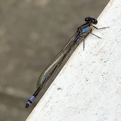 Ischnura heterosticta