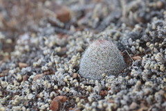Escobaria tuberculosa varicolor