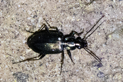 Platyninae