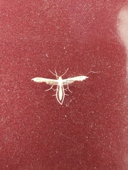 Pterophorus pentadactyla
