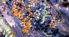 Scutellinia erinaceus
