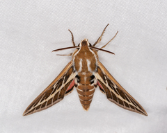 Hyles livornicoides